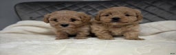 Maltipoo dogs for sale: Sofia - Ad 9