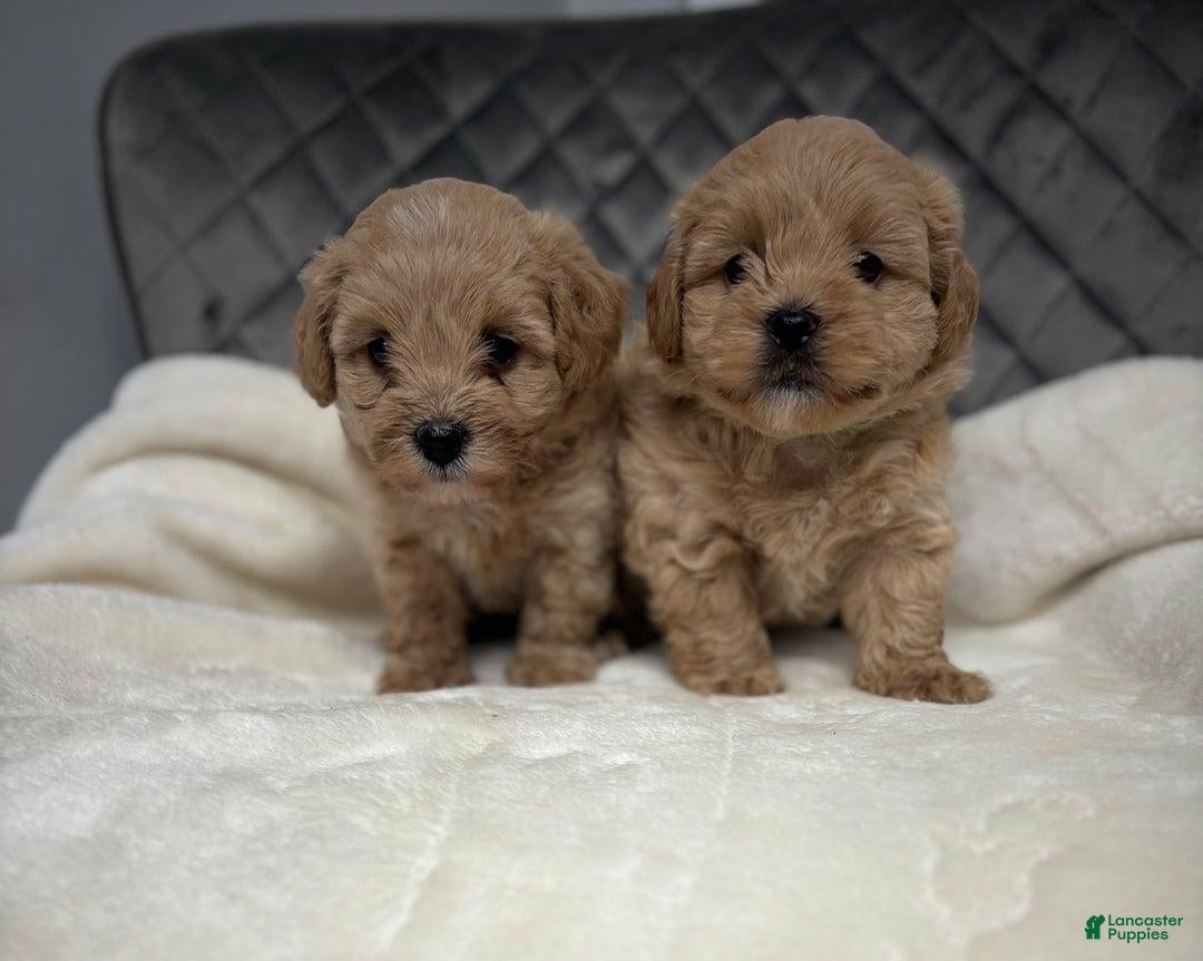 Maltipoo dogs for sale: Sofia - Ad 9