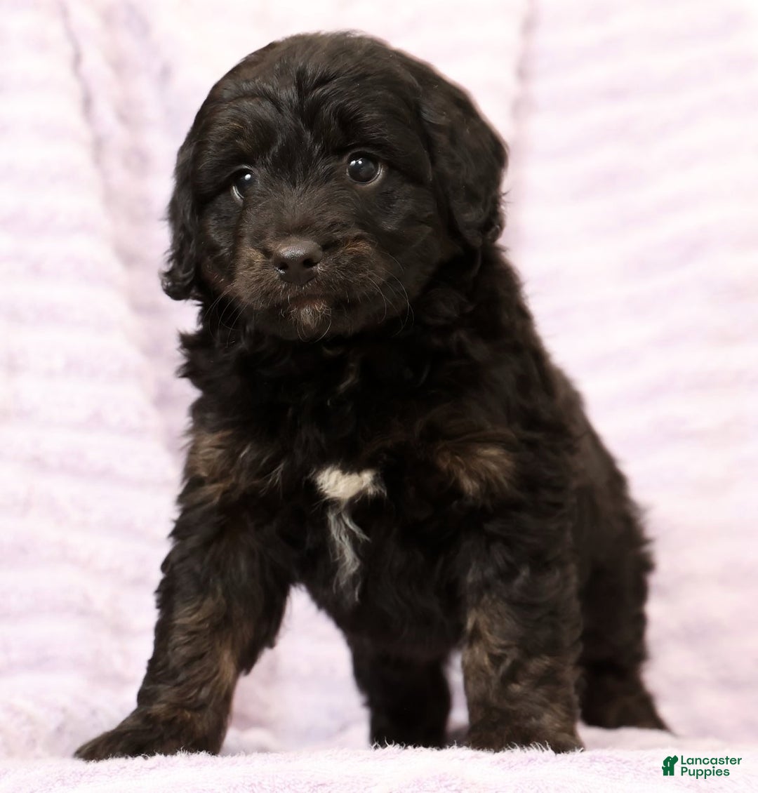 Mini Aussiedoodle dogs for sale: Blake - Ad 6