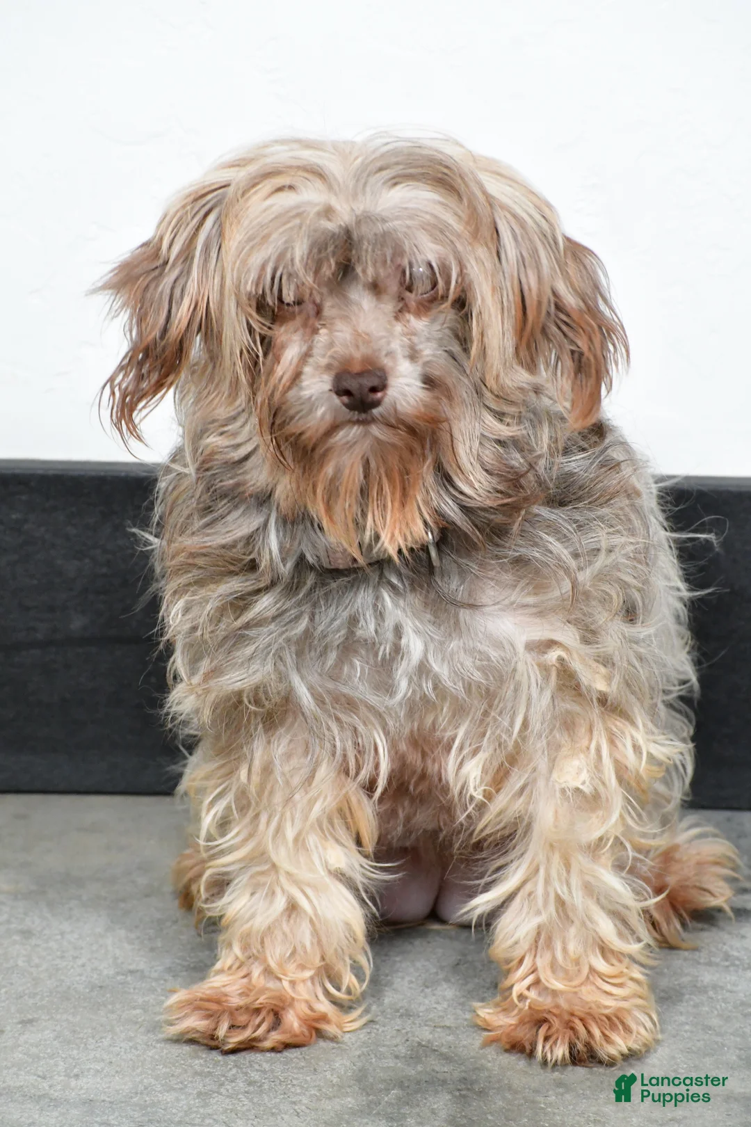 Havanese dogs for sale: Hunter - Ad 10