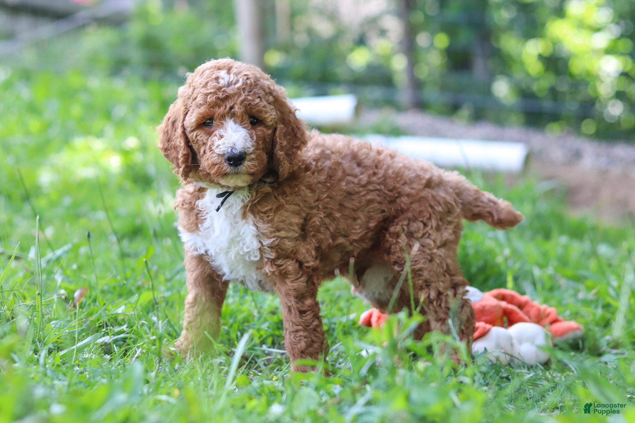 Standard Poodle dogs Benji AKC - Ad 1