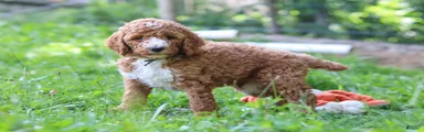 Benji AKC