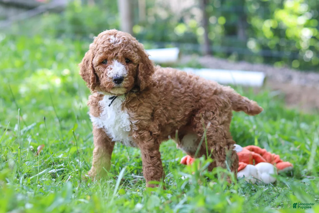 Standard Poodle dogs for sale: Benji AKC - Ad 1