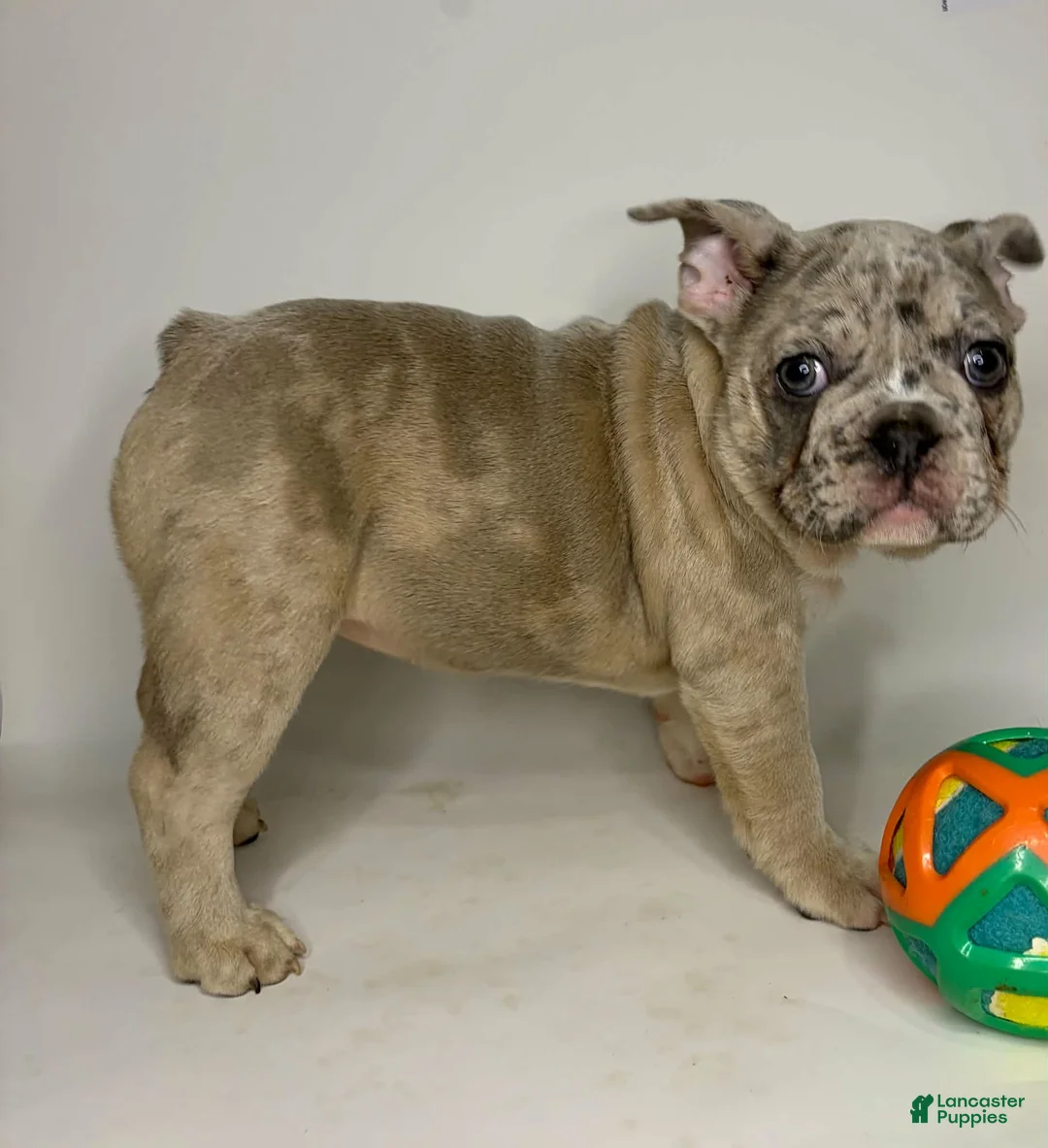 French Bulldog dogs for sale: Coco  - Ad 2