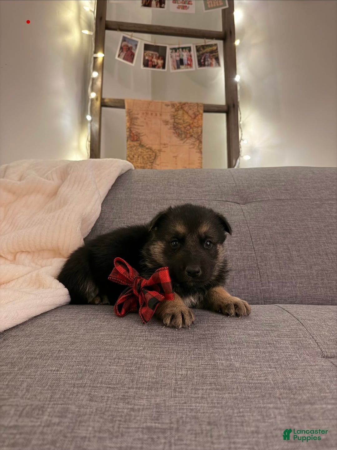 German Shepherd dogs for sale: German Shepherd Puppy 1 - Ad 3