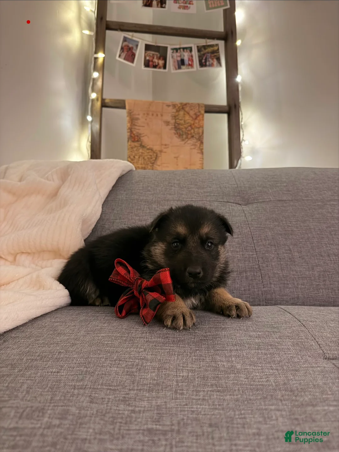 German Shepherd dogs for sale: German Shepherd Puppy 1 - Ad 3