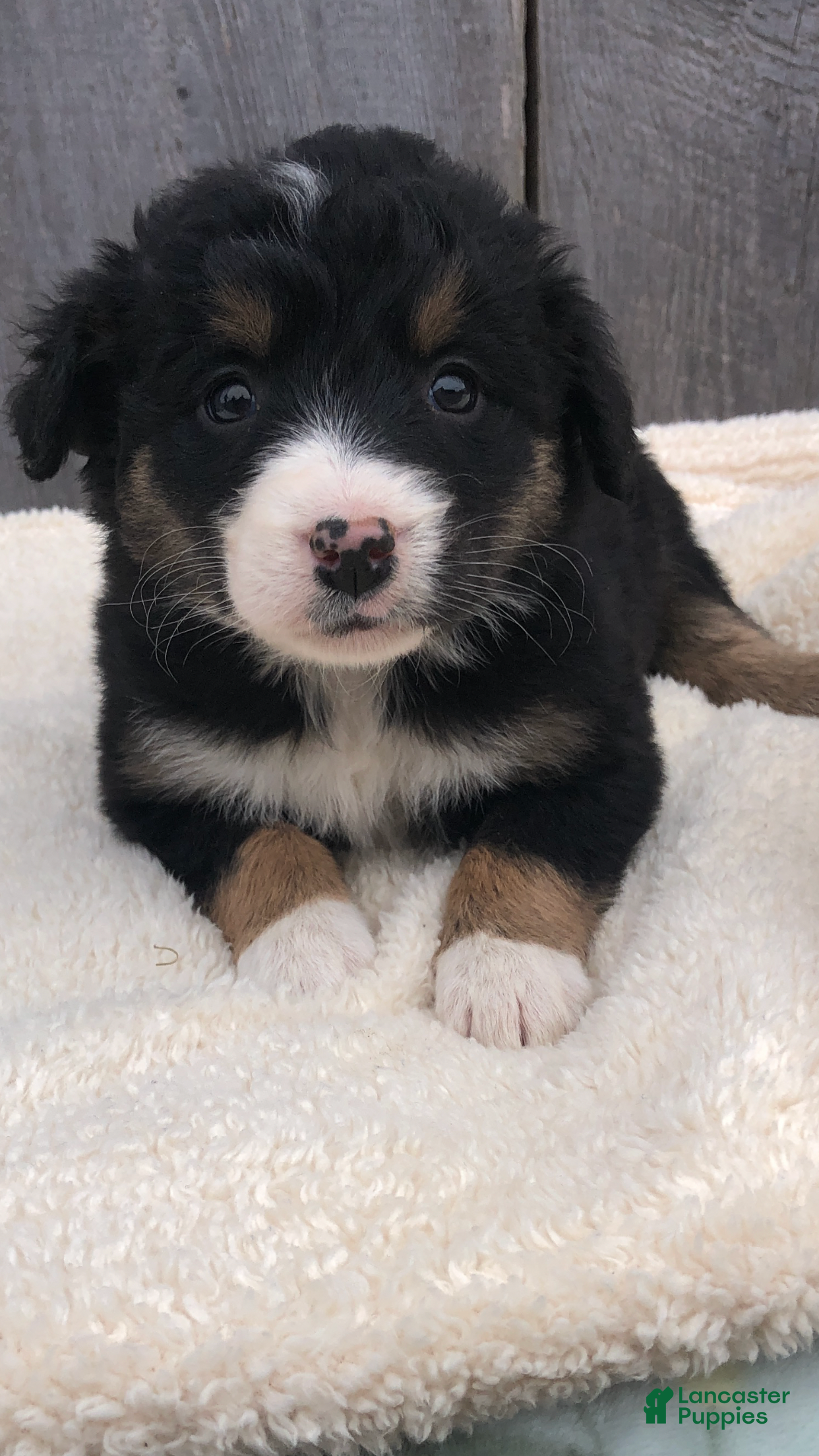 Mixed Breed dogs Mila - Ad 42