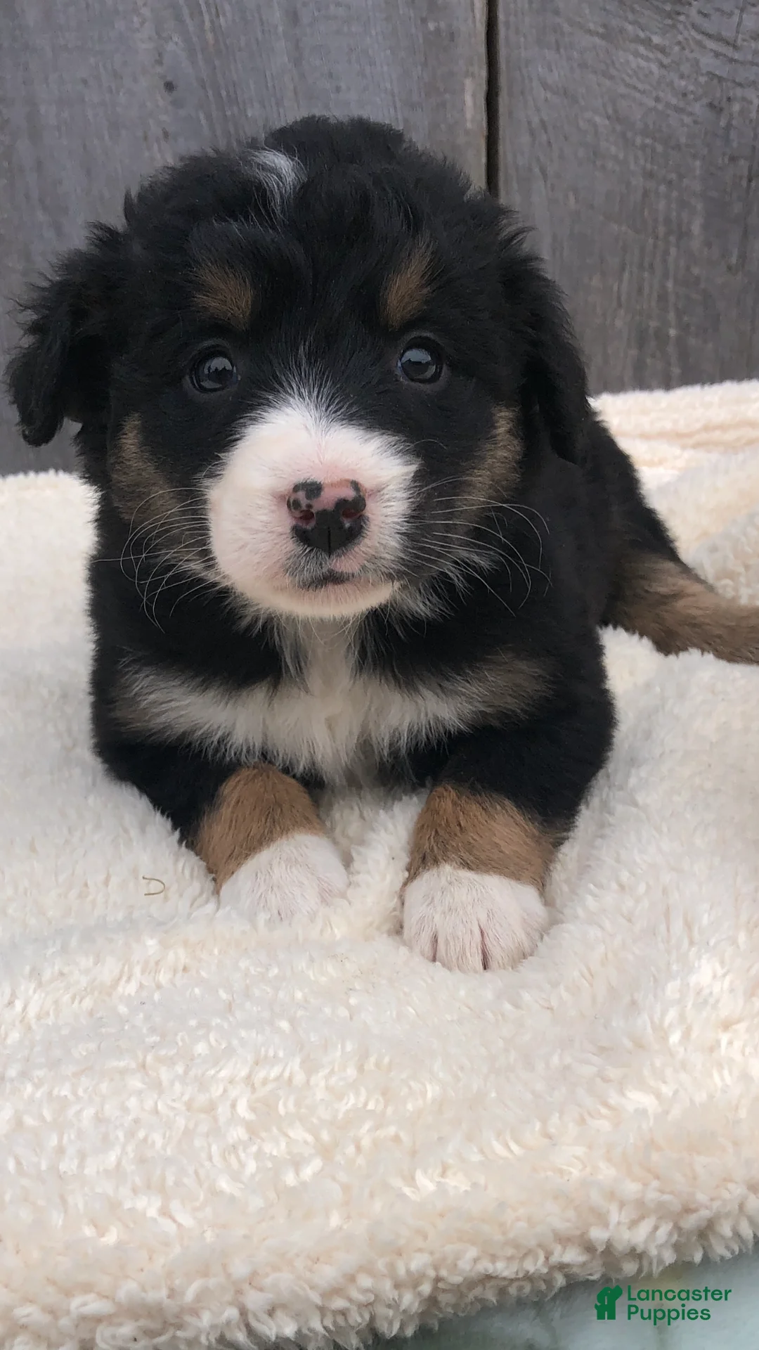 Mixed Breed dogs for sale: Mila - Ad 1