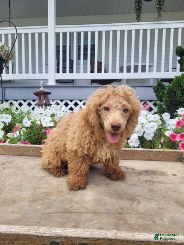 Maltipoo dogs Leslie - Ad 1