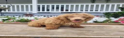 Maltipoo dogs for sale: Leslie - Ad 1