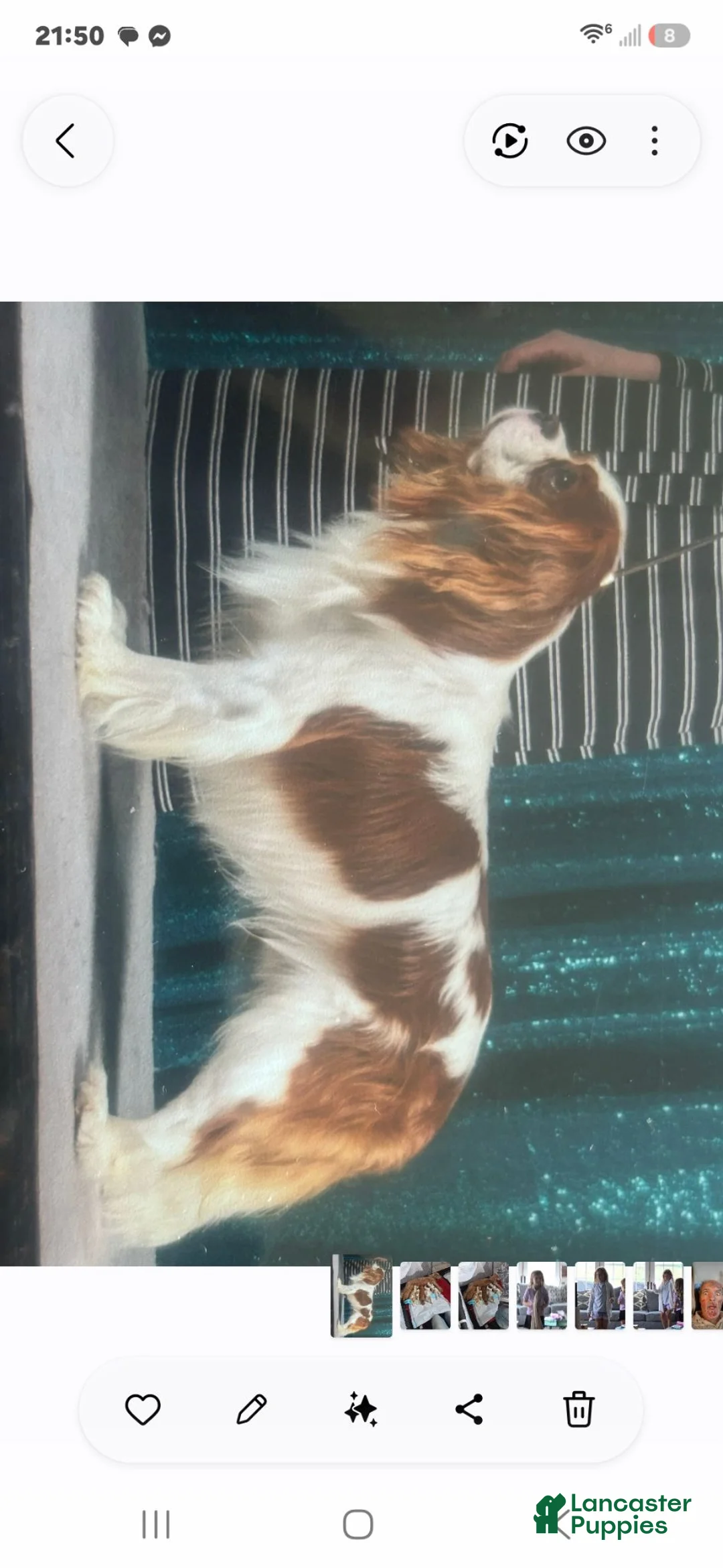 Cavapoo dogs for sale: Cavapoo 5 - Ad 4