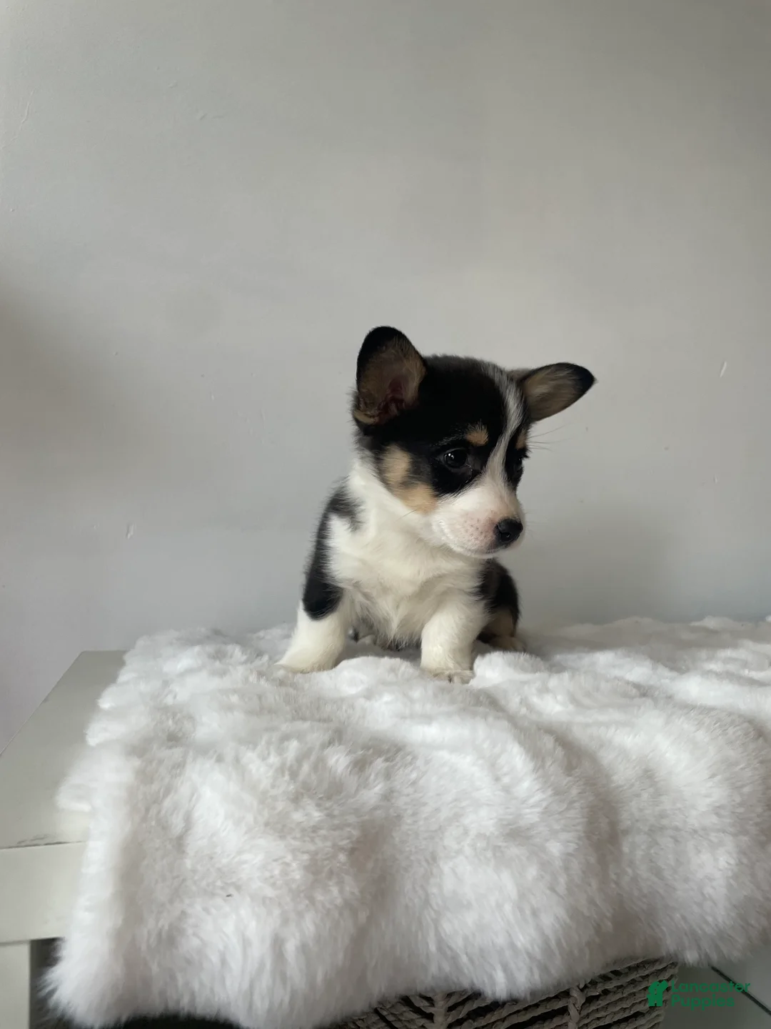 Welsh Corgi Pembroke dogs for sale: Bubbles - Ad 3