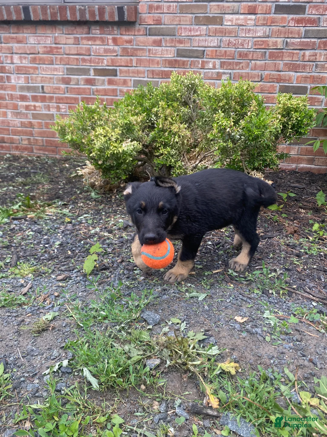 German Shepherd dogs for sale: German Shepherd Puppy 2 - Ad 6