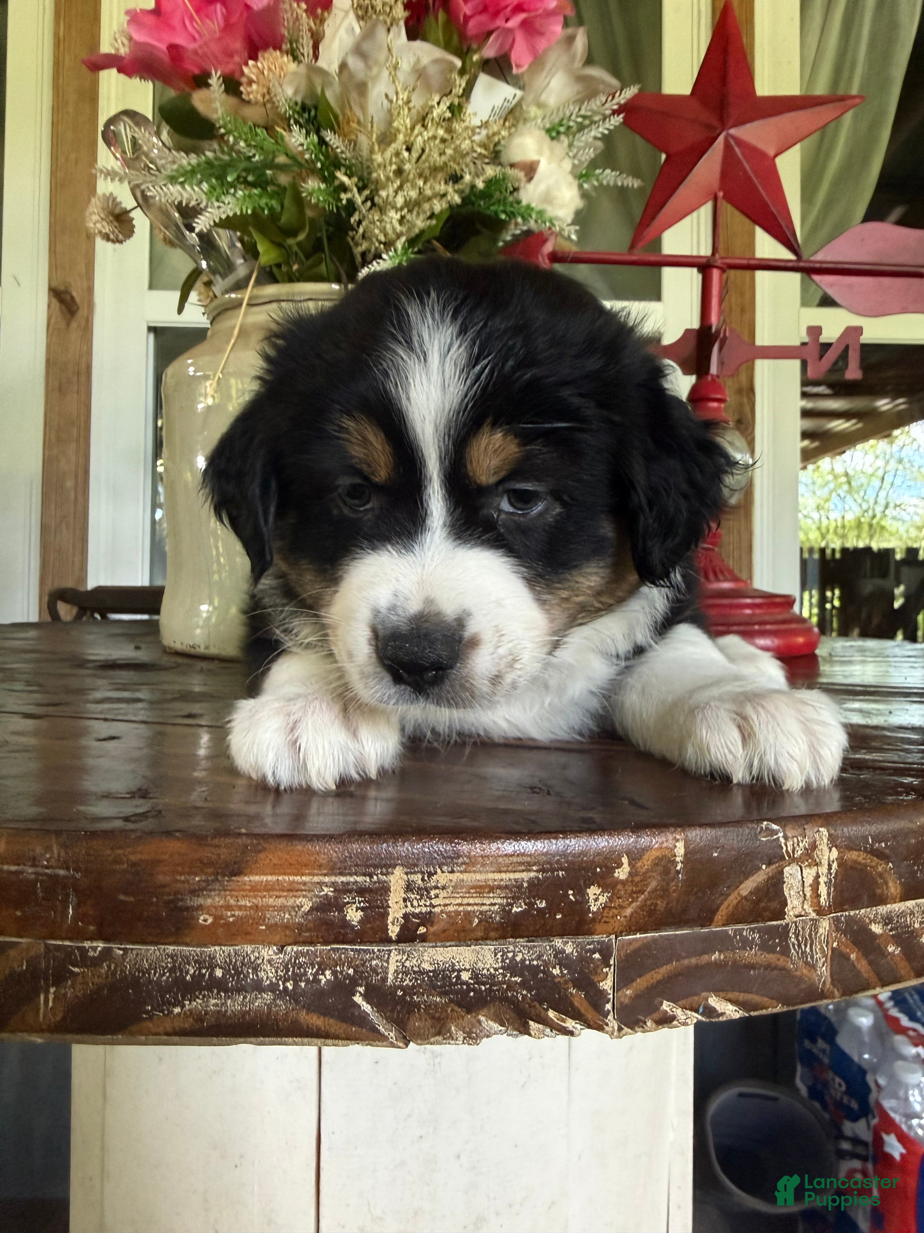 Australian Shepherd dogs Australian Shepherd 3 - Ad 14