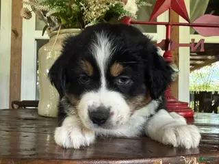 Australian Shepherd dogs Australian Shepherd 3 - Ad 14