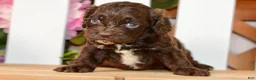 Cockapoo dogs for sale: Claudia - Ad 7
