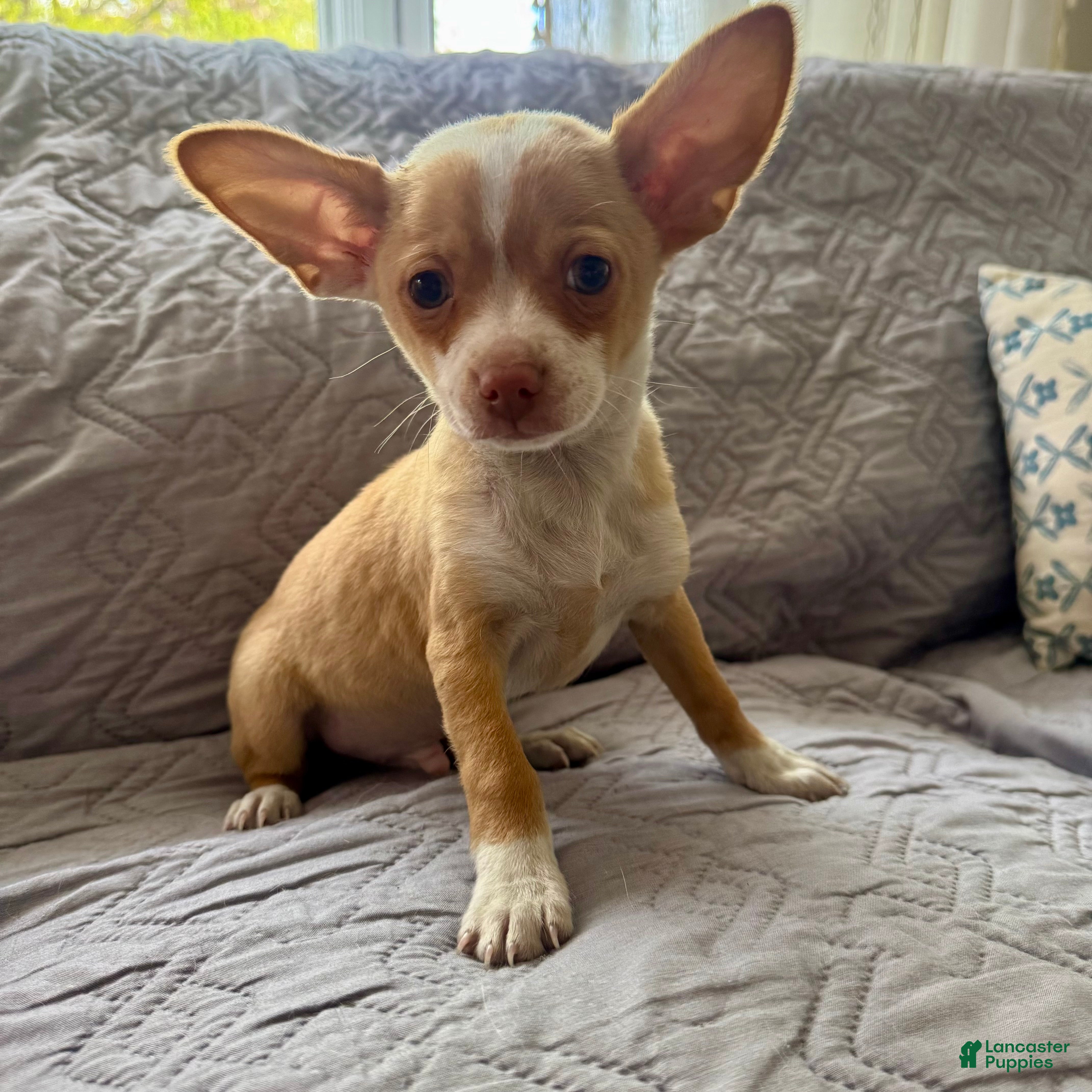 Chihuahua dogs Billy  - Ad 31