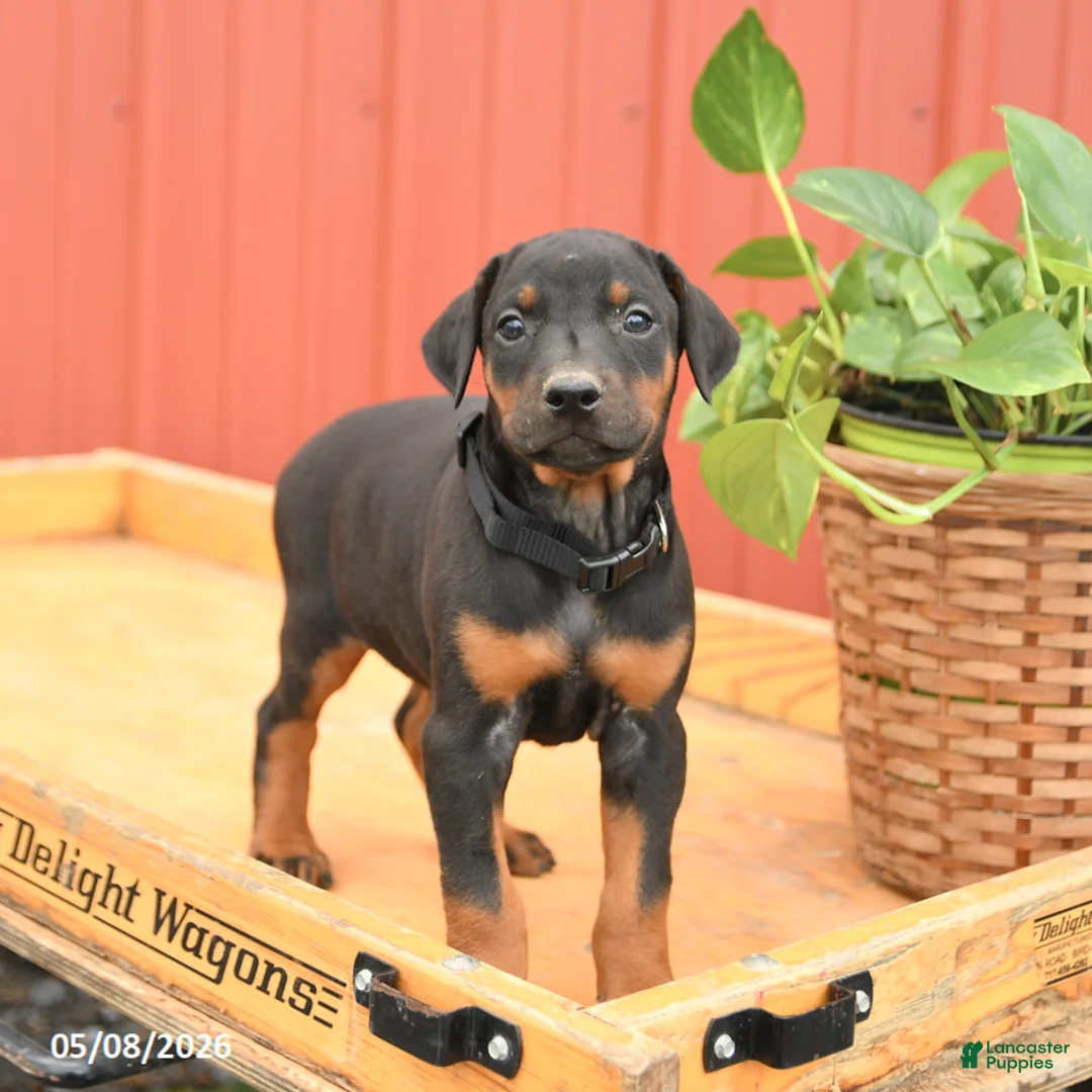 Doberman Pinscher dogs for sale: Rhianna - Ad 2