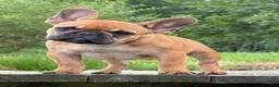 French Bulldog dogs for sale: Toi - Ad 14