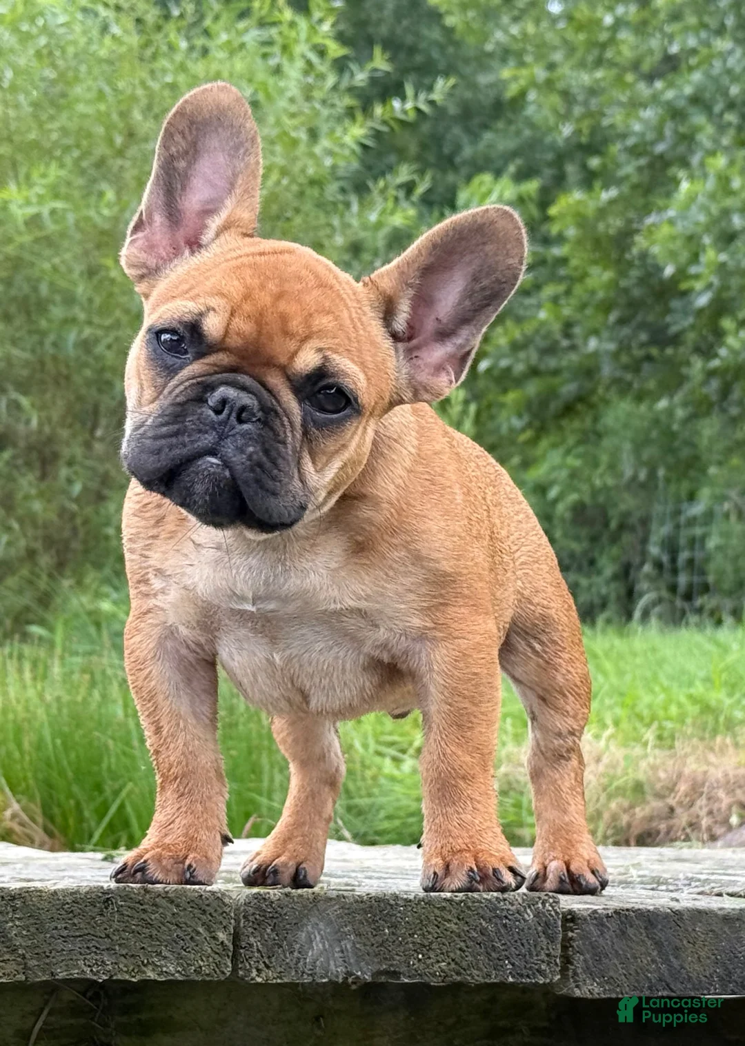 French Bulldog dogs for sale: Toi - Ad 14