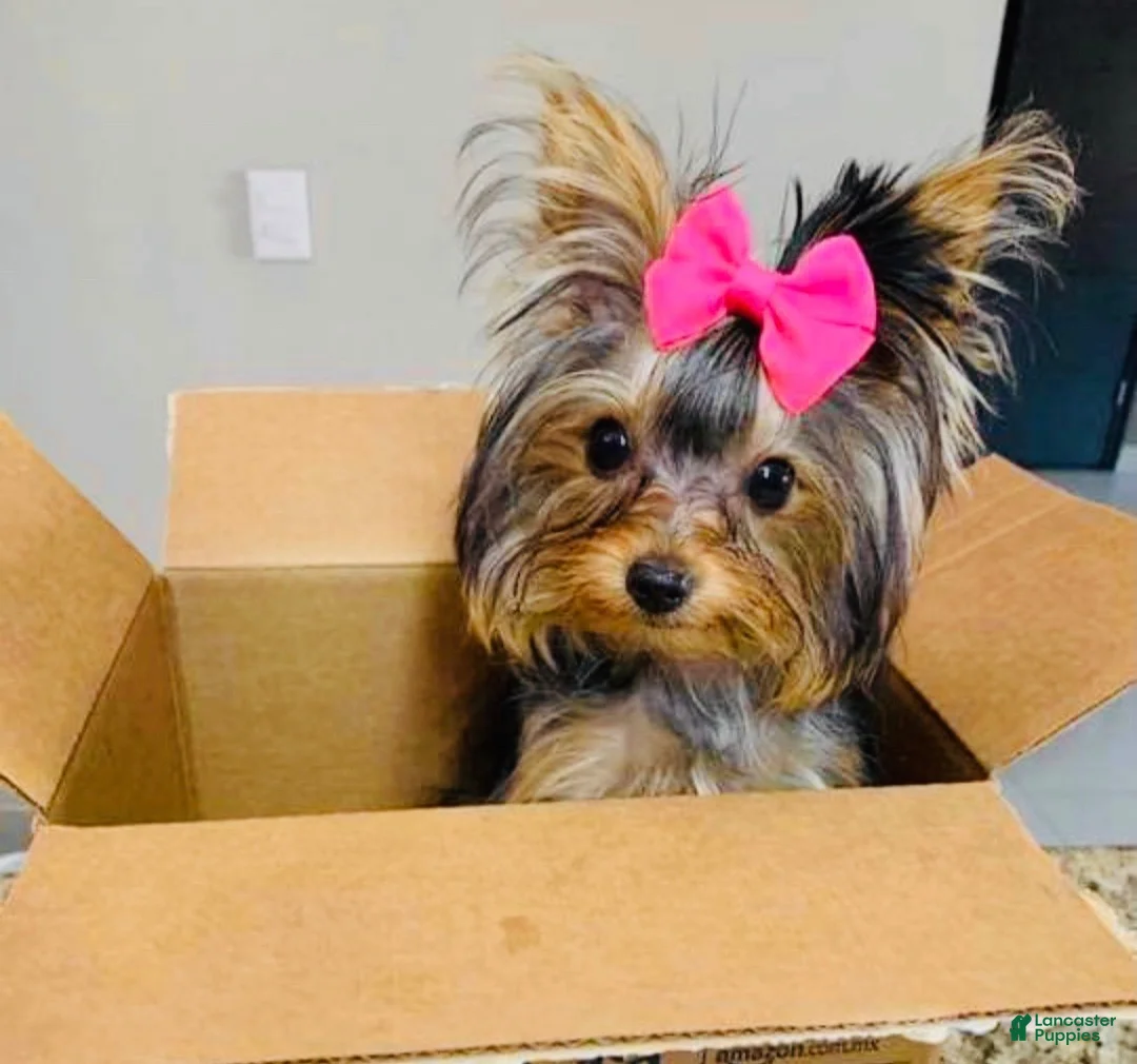 Yorkshire Terrier dogs for sale: Tiffany teacup F - Ad 5