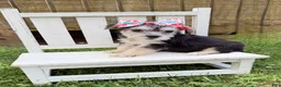 Yorkshire Terrier dogs for sale: Daisy  - Ad 4