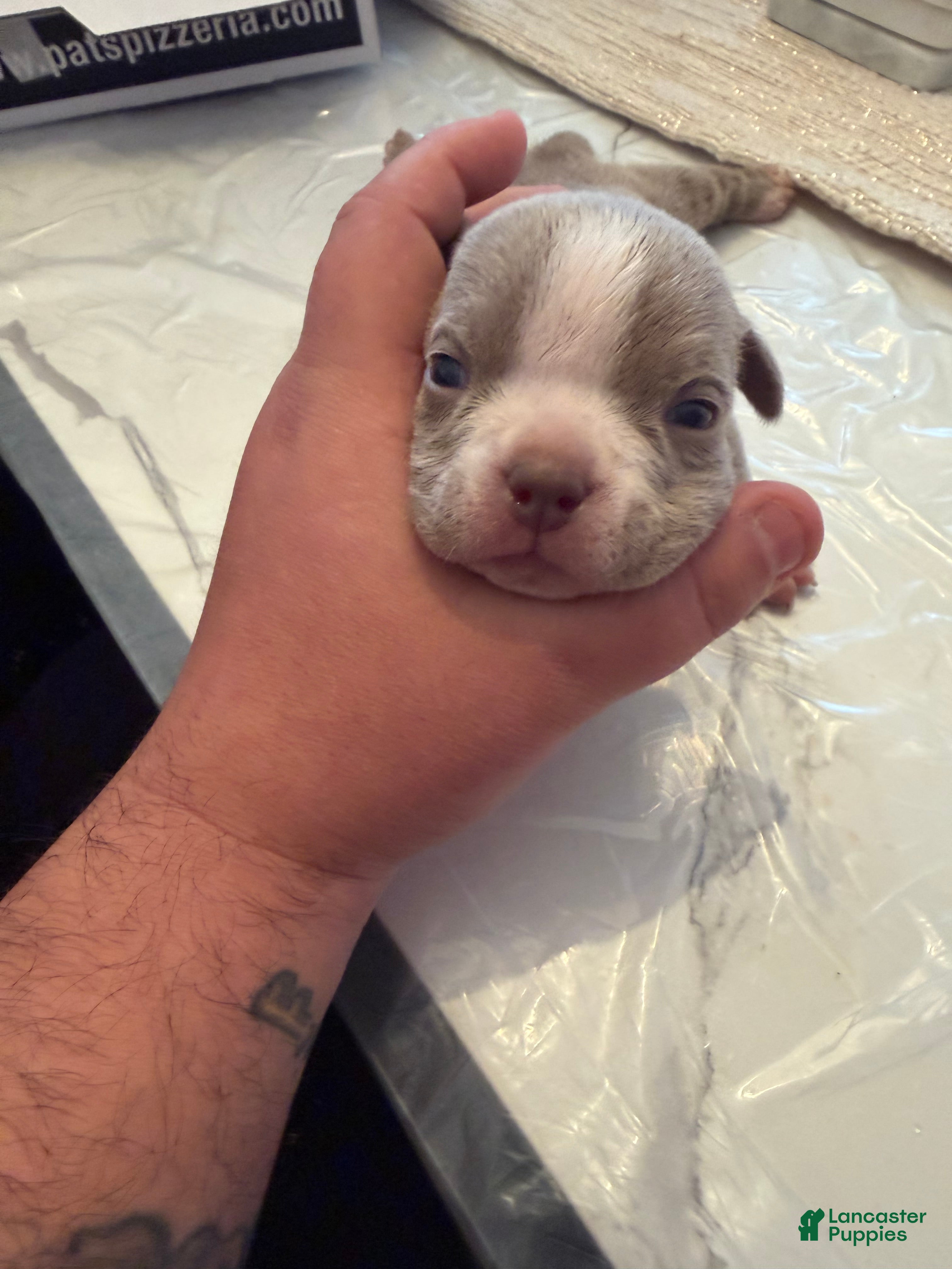 American Bully dogs American Bully Puppy 2 - Ad 13