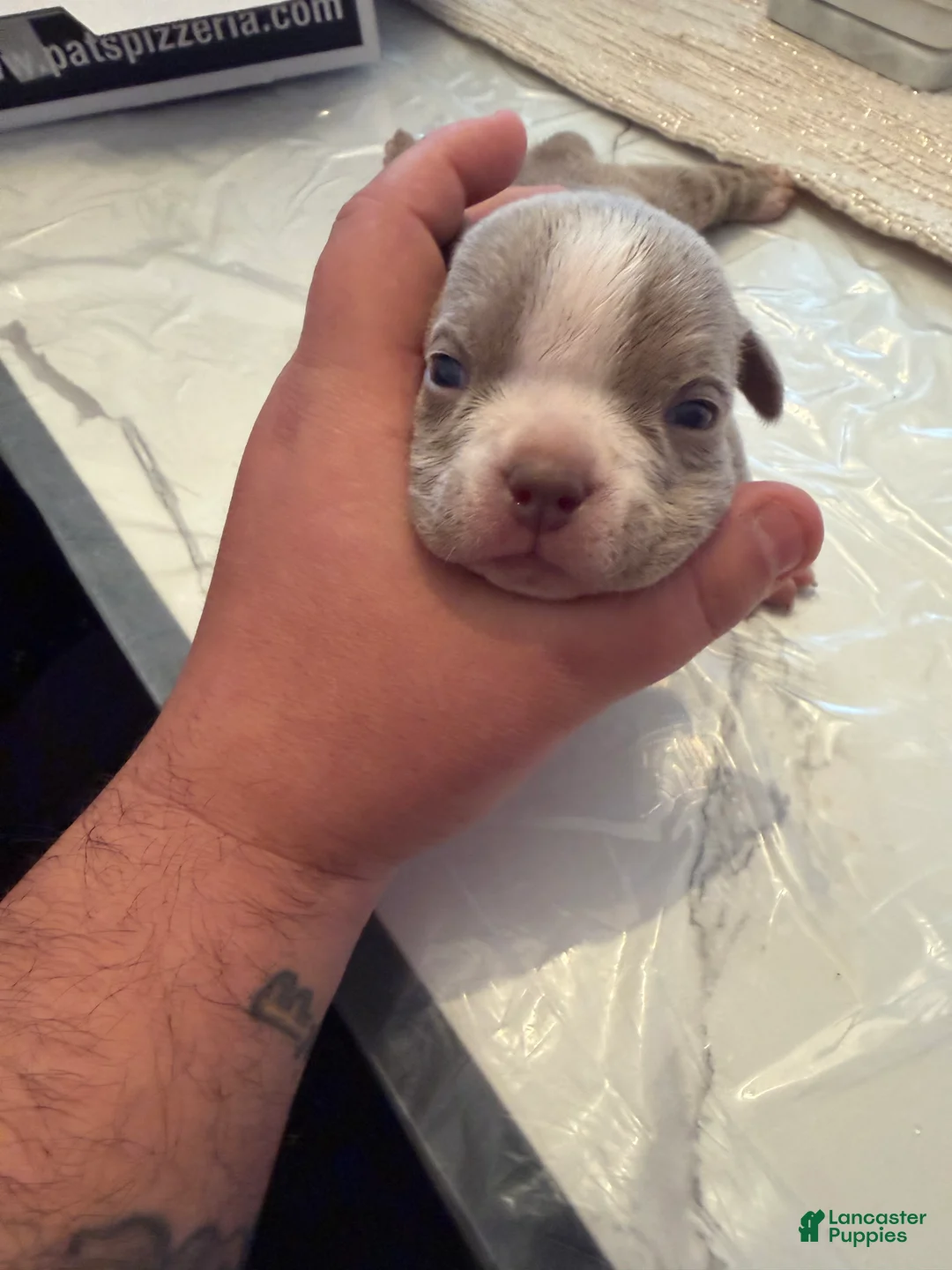 American Bully dogs for sale: American Bully Puppy 2 - Ad 1
