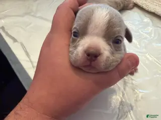 American Bully dogs American Bully Puppy 2 - Ad 13