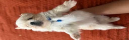 Pekingese dogs for sale: Pekingese Puppy 3 - Ad 1