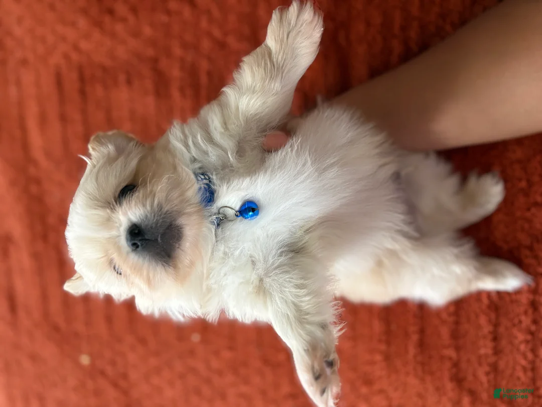 Pekingese dogs for sale: Pekingese Puppy 3 - Ad 1