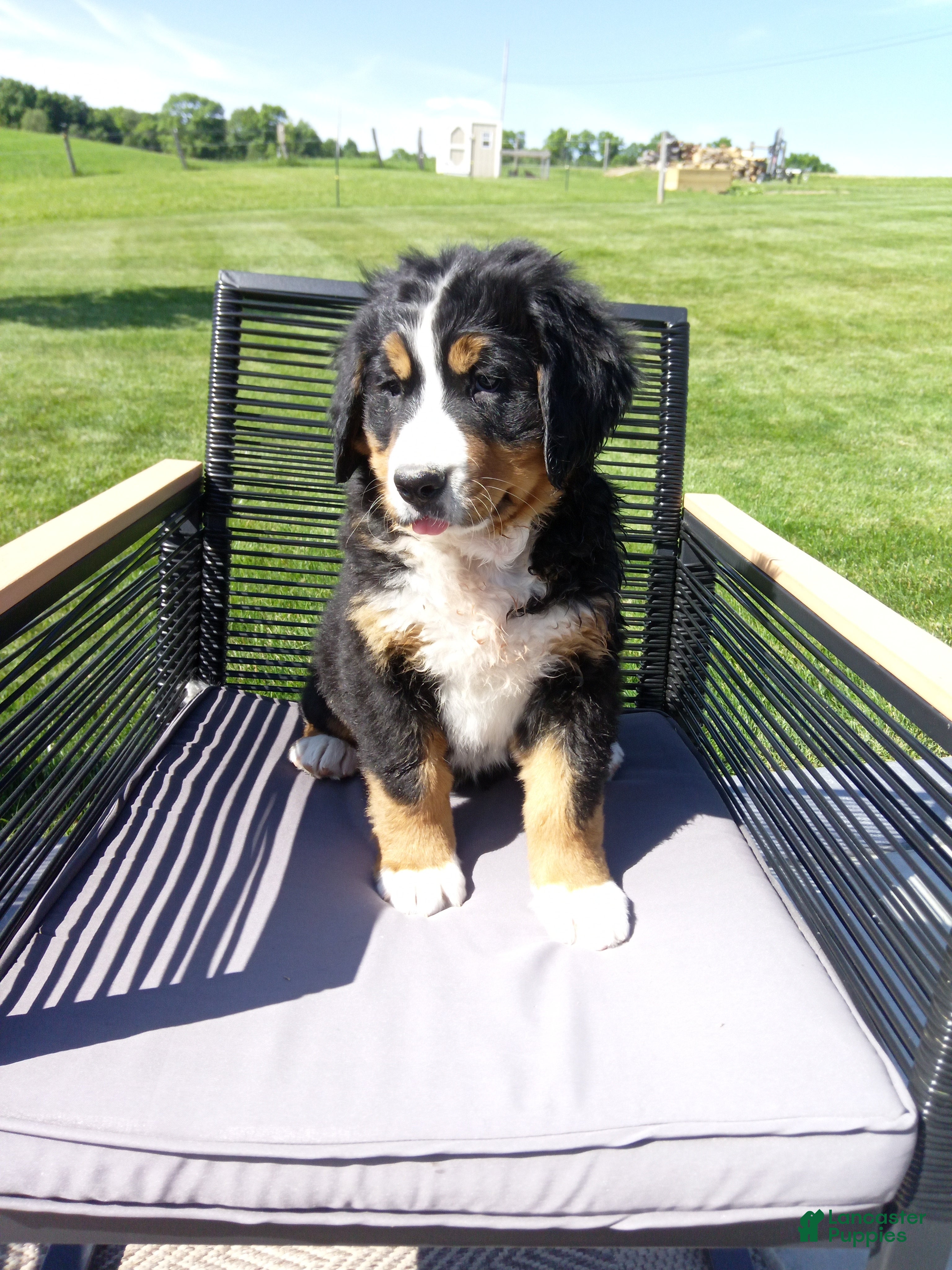 Bernese Mountain Dog dogs Grace - Ad 1