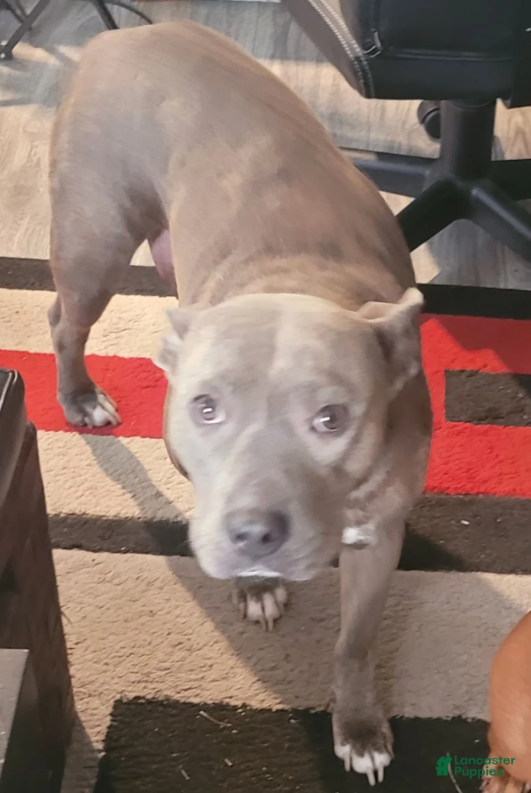 American Pit Bull Terrier dogs for sale: Basil - Ad 2