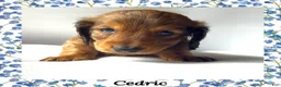 Miniature Dachshund dogs for sale: Cedric - Ad 2