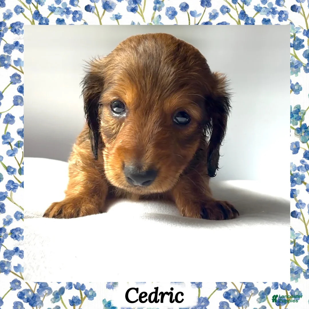 Miniature Dachshund dogs for sale: Cedric - Ad 2