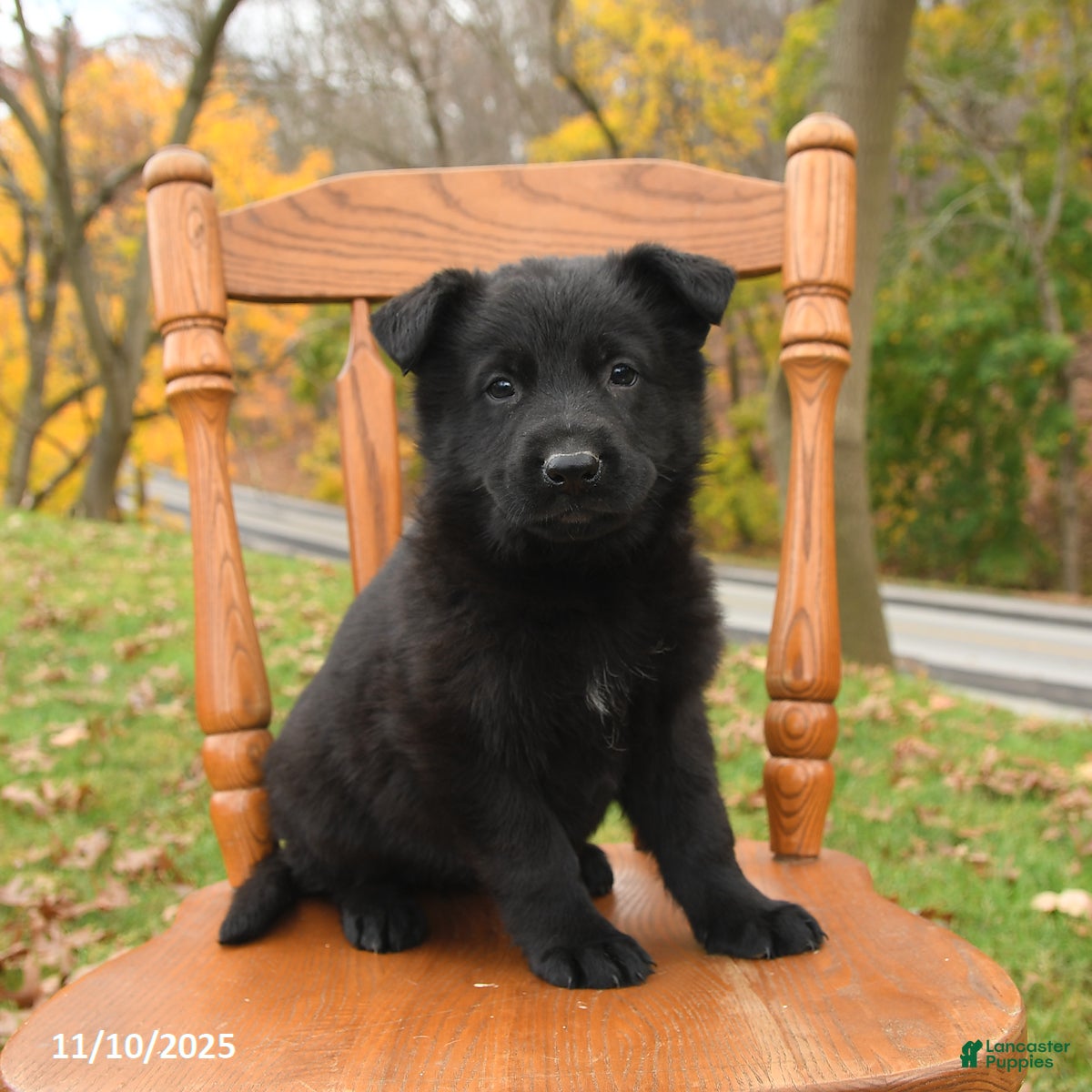 German Shepherd dogs Monty - Ad 34