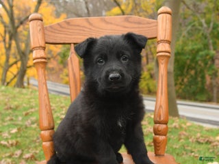 German Shepherd dogs Monty - Ad 24