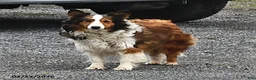 Shetland Sheepdog dogs for sale: Rover  - Ad 4