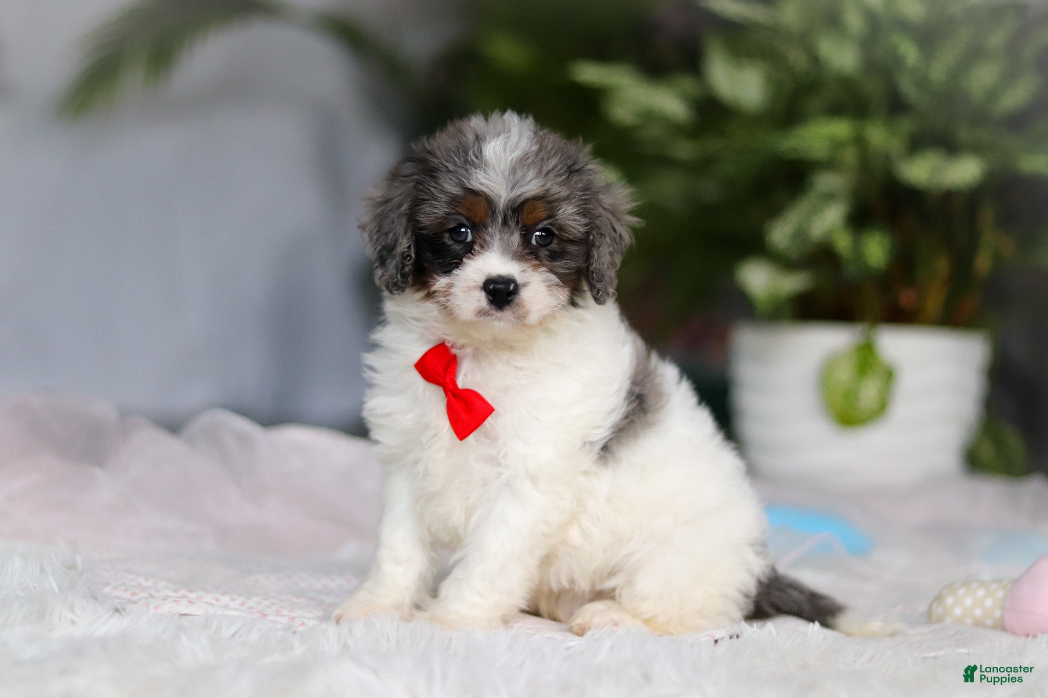 Cavapoo dogs Jordan - Ad 2