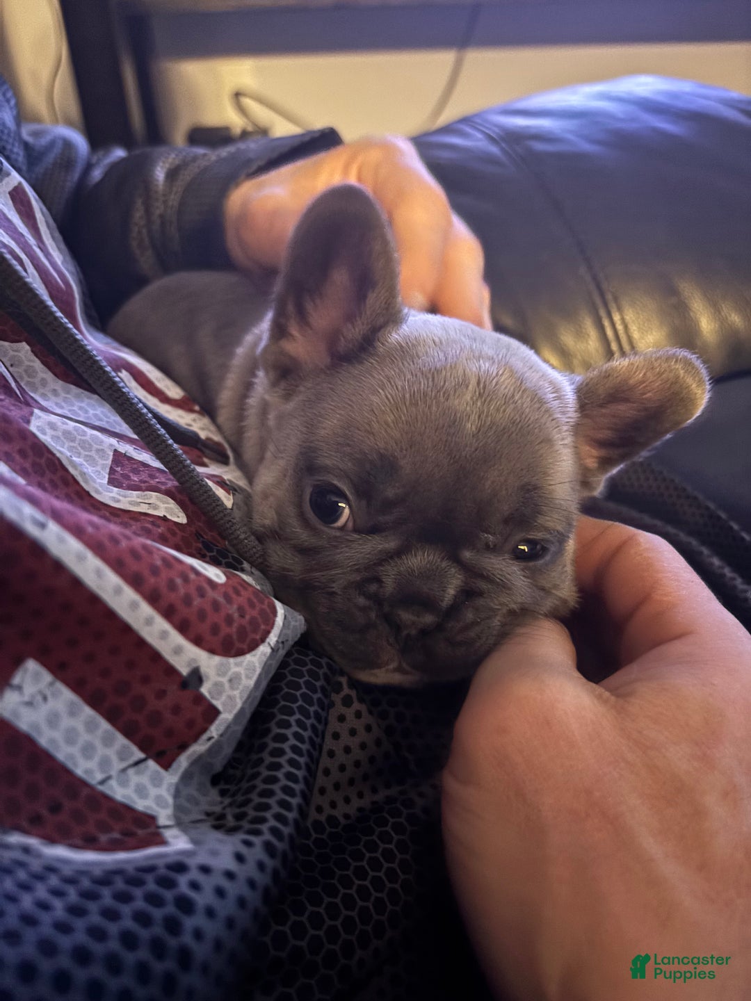French Bulldog dogs for sale: Lila - Ad 1
