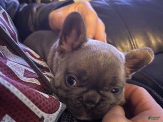 French Bulldog dogs Lila - Ad 7