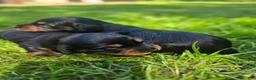 Mixed Breed dogs for sale: Susie - Ad 3