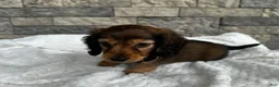 Miniature Dachshund dogs for sale: Cassie  - Ad 2
