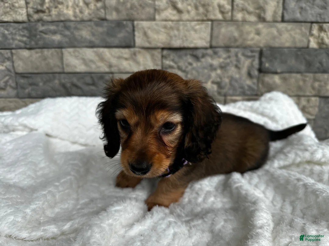 Miniature Dachshund dogs for sale: Cassie  - Ad 2