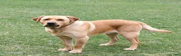 Labrador Retriever dogs for sale: Mattie - Ad 7