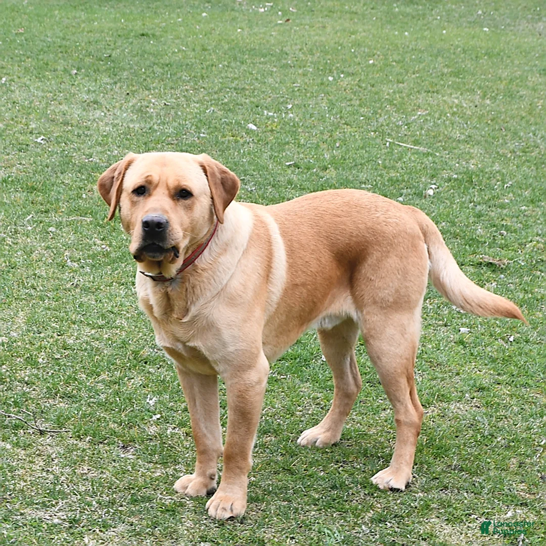 Labrador Retriever dogs for sale: Mattie - Ad 7