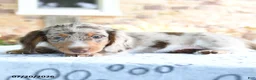 Dachshund dogs for sale: Dobby - Ad 3