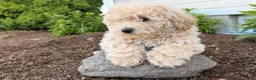 Bichpoo dogs for sale: Melodie  - Ad 3