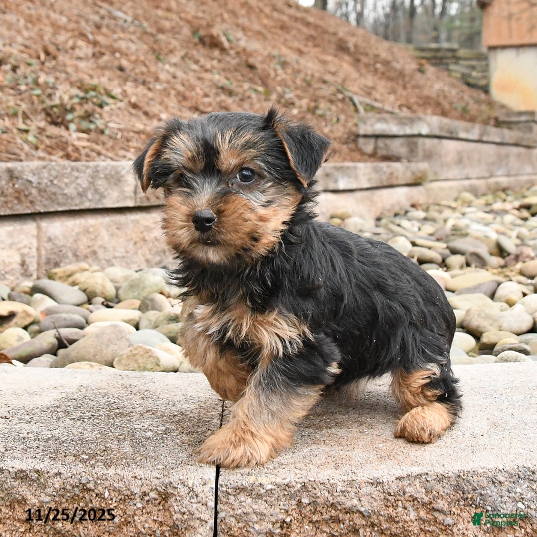 Yorkshire Terrier dogs for sale: Jade - Ad 2