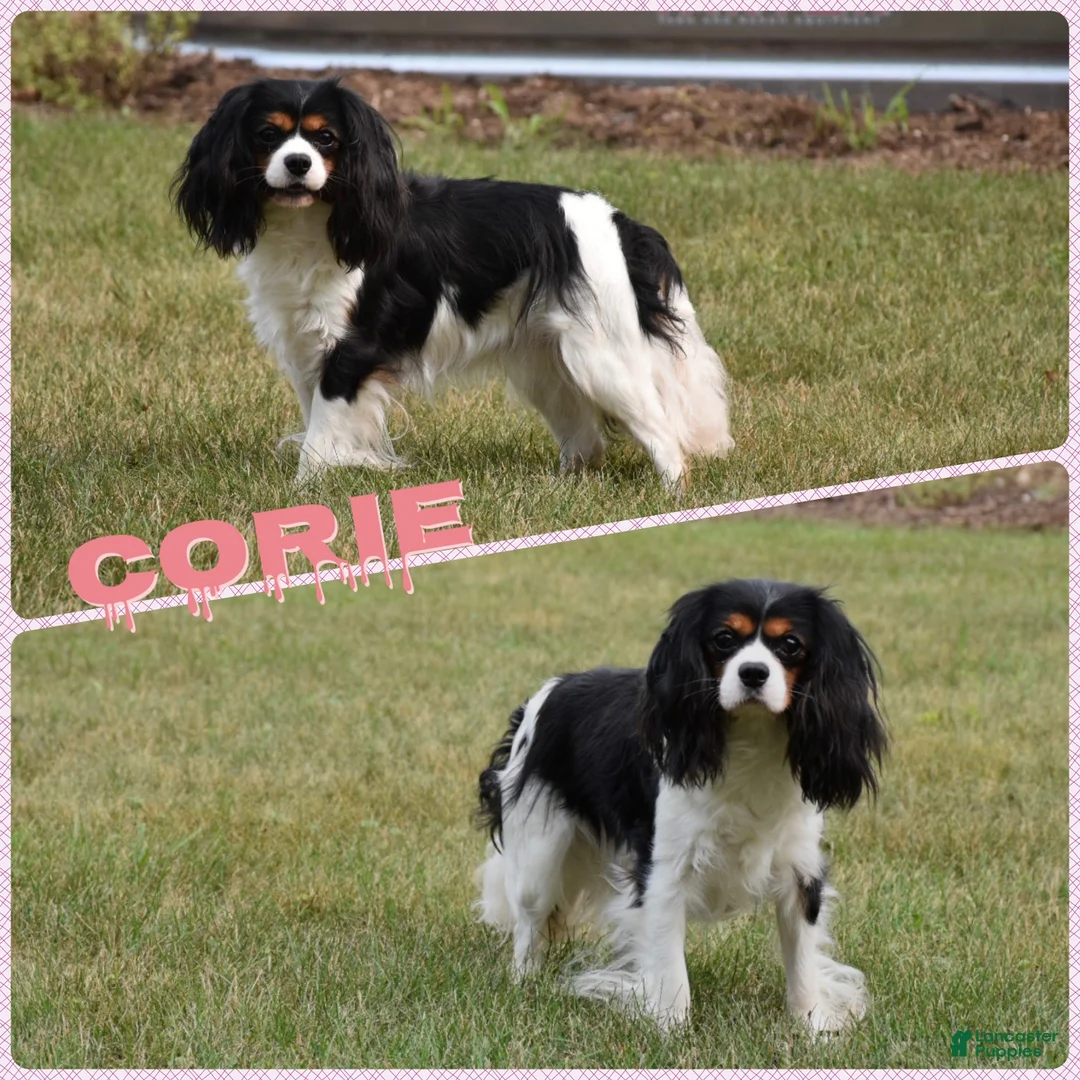 Cavalier King Charles Spaniel dogs for sale: Comet - Ad 9